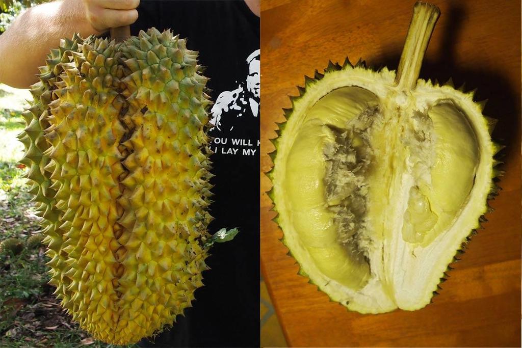 Kop (Gop, Gob, Kob) About: Kop actually refers to a family of durian varieties that share a genetic background and are relatively similar.
