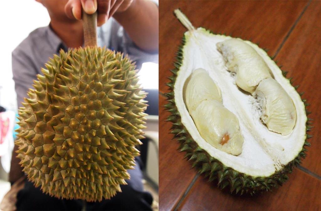 Longlaplae Translation: Named in honor of Mrs. Long Upala, who entered the fruit of a durian tree growing in her yard into a regional competition in 1973.