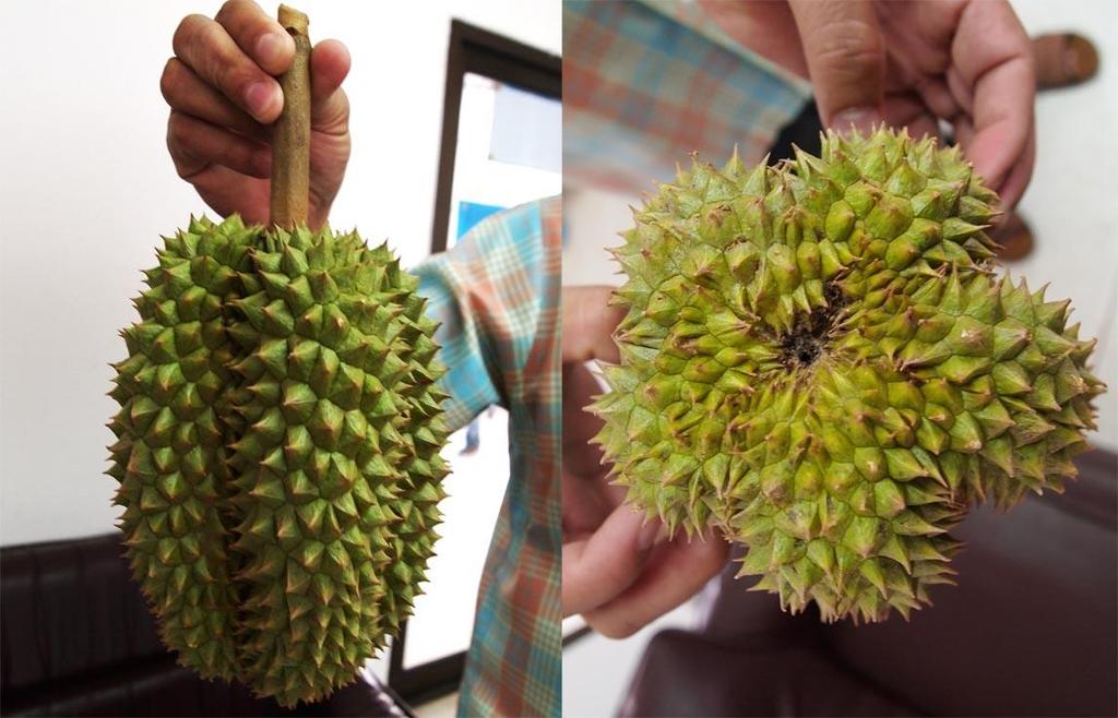 Linlaplae Translation: The name honors Mr. Lin Panland, who discovered a tree that produced unusually tasty durian in his front yard in 1974.