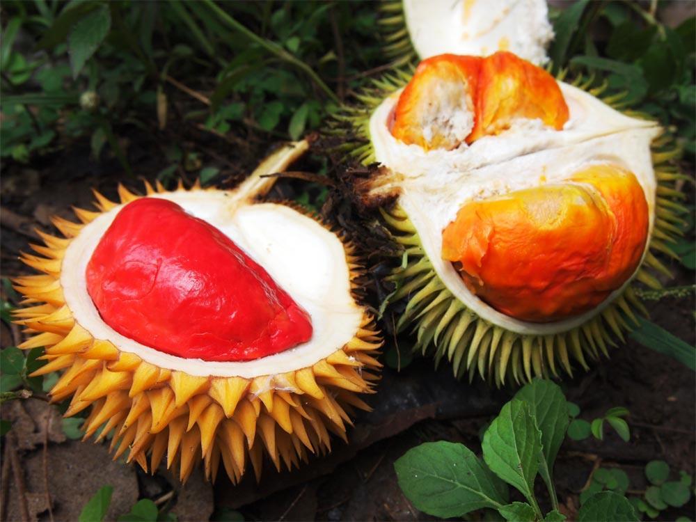 might be found in Thailand as well. Research groups have reported finding Durio pinangianus in Phang-Nga and Durio macrophyllus in Yala, but these findings are difficult to confirm.