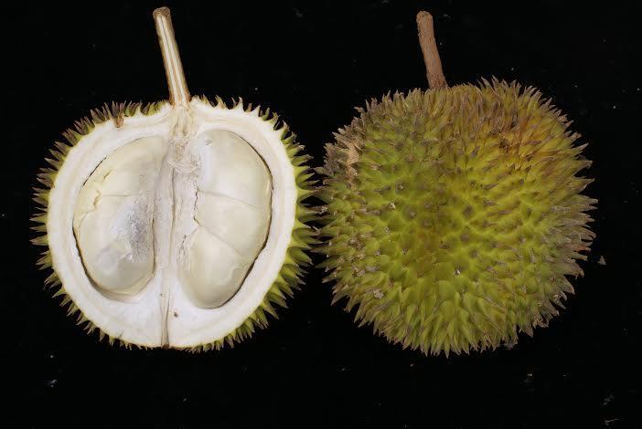 Durio lowianus About: This durian is said to taste similar to a thurian ban. The aril runs the gamut from a nice yellow color to a dull white, thick and pretty firm like the texture of a dense cake.