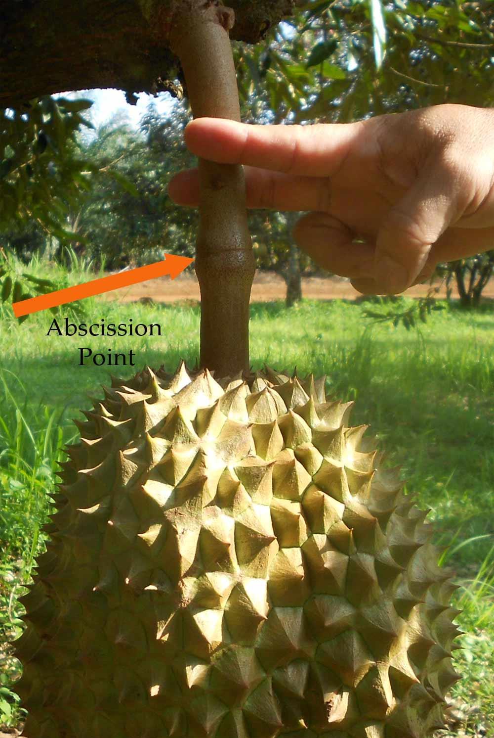 The stem of all durians, even those picked underripe, will break off at this point