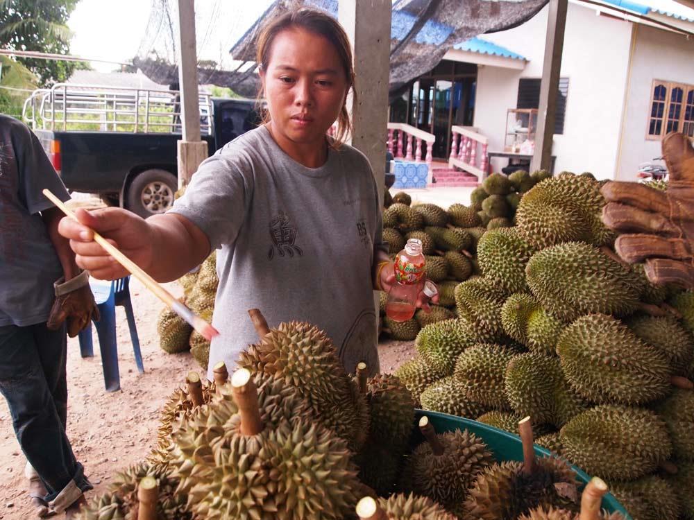 Chemicals are applied to durian in four different situations. 1. As chemical fertilizers 2. As stimulants that control flowering and tree growth 3.