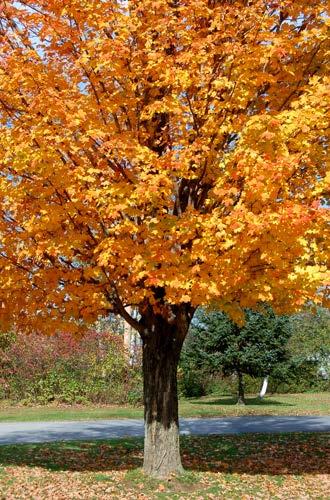 2018 Tree Sale Franklin County Soil & Water Tree Descriptions and Planting Instructions