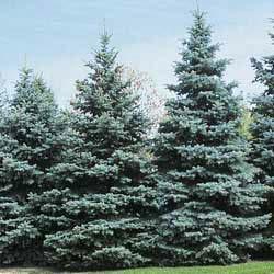 Colorado Blue Spruce (Picea pungens) Mature Height: 30-60 Mature