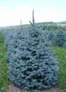 spruce adapts well to many soils growing in acidic, loamy,