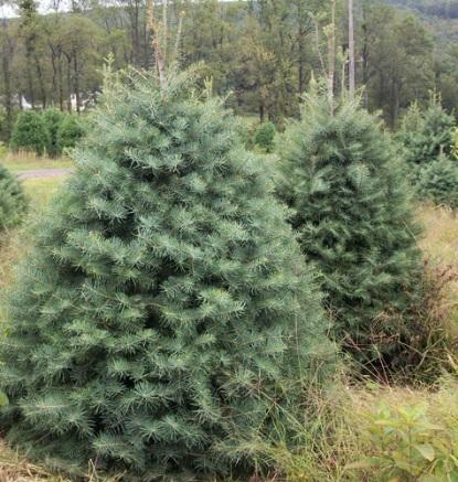 Concolor Fir (Abies concolor) Mature Height: 40-70 Mature Width: 20-30 Hardiness Zone: 3-7 Growth: The concolor fir grows best in rich,