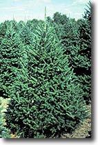 Fraser fir (Abies fraseri) Mature Height: 30-50 Mature Width: 10-20 Hardiness Zone: 2-7