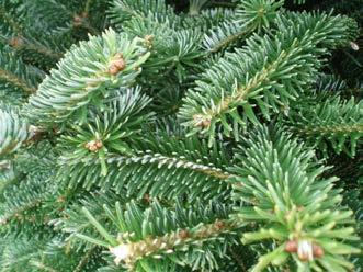 Fraser fir branches turn slightly upward, they have good form and needle-retention and