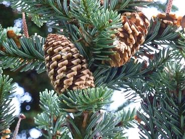 In many respects, Fraser fir and balsam fir are quite similar, although their natural