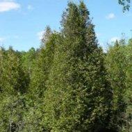 White Cedar (Thuja occidentalis) Mature Height: 40-50 Mature Diameter: 12-24 Hardiness Zone: 3-6 Growth: Leaves evergreen,