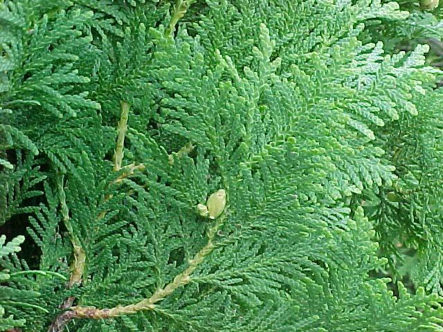 White cedar grows in a humid climate, on a wide variety of organic soils and mineral soils but does not like extremely wet or