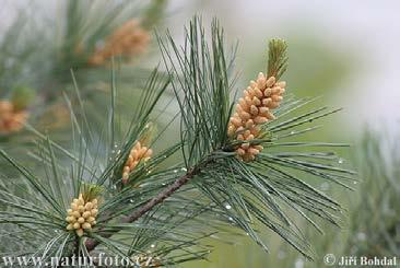 White Pine (Pinus strobus) Mature Height: 100 Mature Width: 50-80 Hardiness Zone: