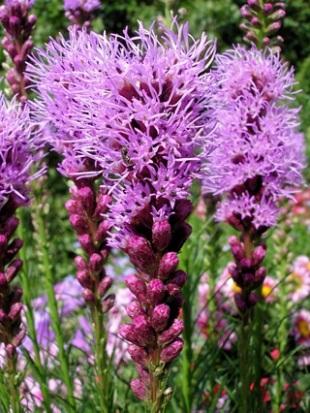 Blazing star produces bold purple flower stalks late in the season after other blazing stars are finished.