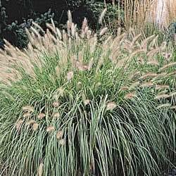 Fountain Grass Description: This is an ornamental grass that is 1-3' upright-open, mound forming plant. This plant is recommended for a hardiness zone of 3.
