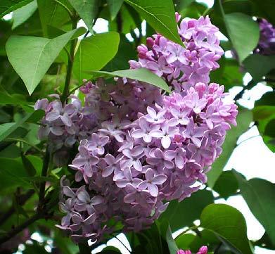 Common Lilac (Syringa vulgaris) Description: The lilac is a medium to large hardy shrub with stout, spreading