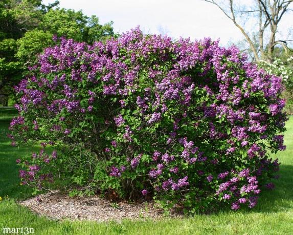 Lilac produces showy, purple fragrant flowers in mid-may.
