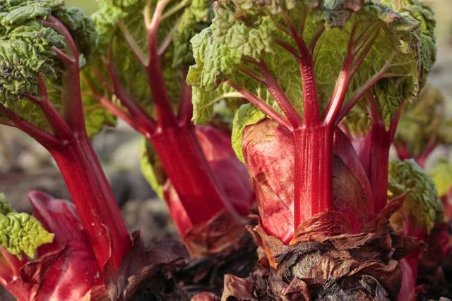 Red Crimson Rhubarb The Pie Plant! Red Stalks, Plant EARLY Spring.