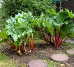 The stalks will grow about two feet tall and produce good yields of fleshy stalks that are not stringy.