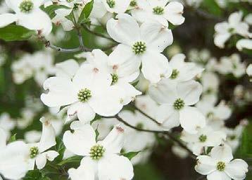 White Flowering Dogwood (Cornus florida) Description: This species does best in partial shade;