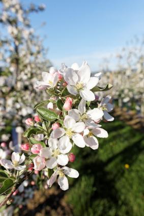 Your Cortland Apple Tree will bloom mid season with a dazzling show of pink buds and snowy white blossoms.