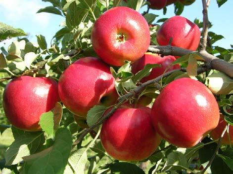 Its harvest is heavier than most apples, and the apples are ready to harvest in September and October, just in time for a warm apple pie on a cool, crisp fall day.