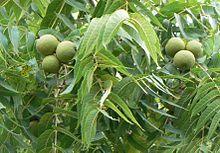 Black Walnut (Juglans nigra) Mature Height: 50' to 75' Mature Width: 60' Hardiness zone: 4-9 Growth: The Black Walnut has a well-formed trunk without low branches.
