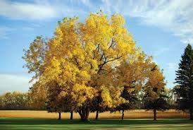 Black walnut prefers full sun, but will grow in partial. This tree may self-pollinate; however, you should plant two trees to ensure pollination.