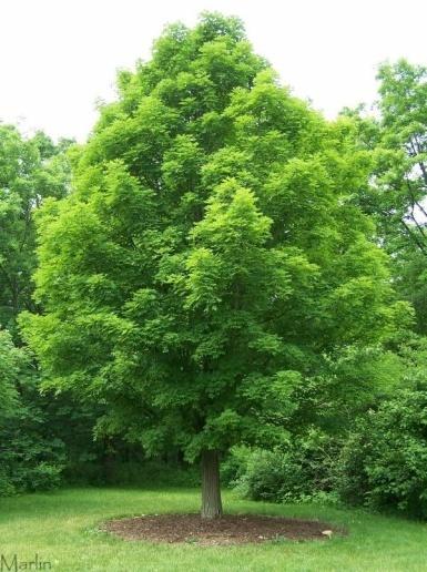 Sugar Maple (Acer saccharum) Mature Height: 60' - 75' Mature Width: 40' -