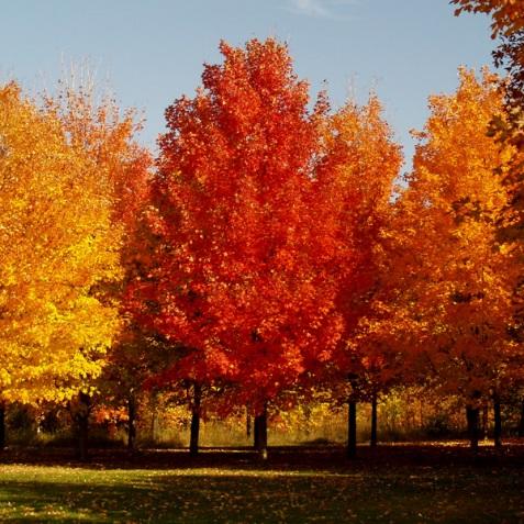 The sugar maple tolerates shade, but grows best in full sun.