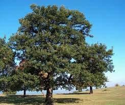 Red Oak (Quercus Rubra) Mature Height: 60-70 Mature Width: 45 Hardiness zone: 4-8 Growth: The Red Oak