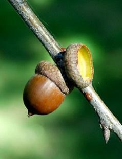 Generally, they first bear fruit at about 20 25 years but do not produce acorns in abundance until