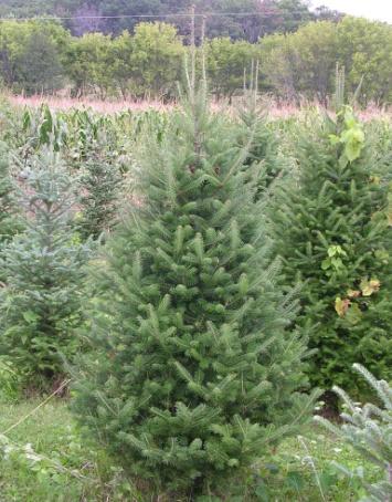 Balsam fir is used primarily for Christmas trees and pulpwood, although some