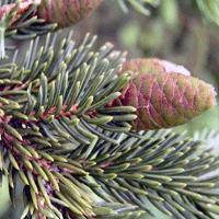 Black Hills Spruce (Picea glauca var.