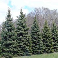 large trees, dense & pyramidal. It is a naturally occurring variety of White Spruce.