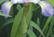 occidentalis Buttonbush 15 White Jun-Aug F/P/S N Grasses/Sedges/Rushes: Acorus calamus Sweet flag