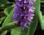 Jun-Jul F/P/S N Pontedaria cordata Pickerelweed 1-3 Violet Jun-Sep F/P N Sagittaria latifolia