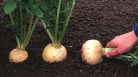 Roots, Bulbs, and Stems A vegetable is any part of a plant that we eat that is not a fruit. These parts include roots, bulbs, and stems.