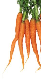 Some, such as carrots and radishes, are large, main roots that grow straight down. These are called taproots.