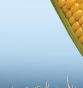 Corn is used in foods such as cereals, cooking oil,