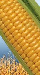 Corn s non-food uses include building materials, fuels,