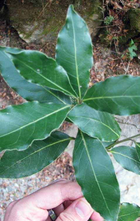Unlike most bay, our Premium Hand Select Grade bay leaves are harvested from the