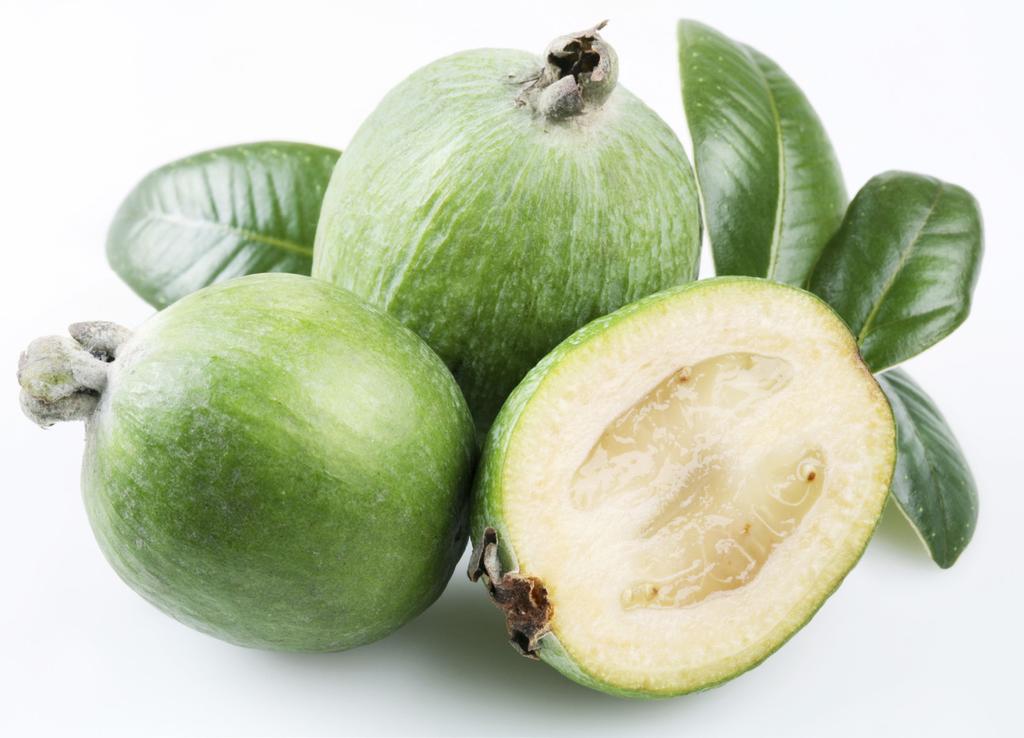 4 FEIJOA INFORMATION SHEET The GO! Project is a Tararua District Council initiative that has identified several crop options that are highly suitable for the Tararua district.