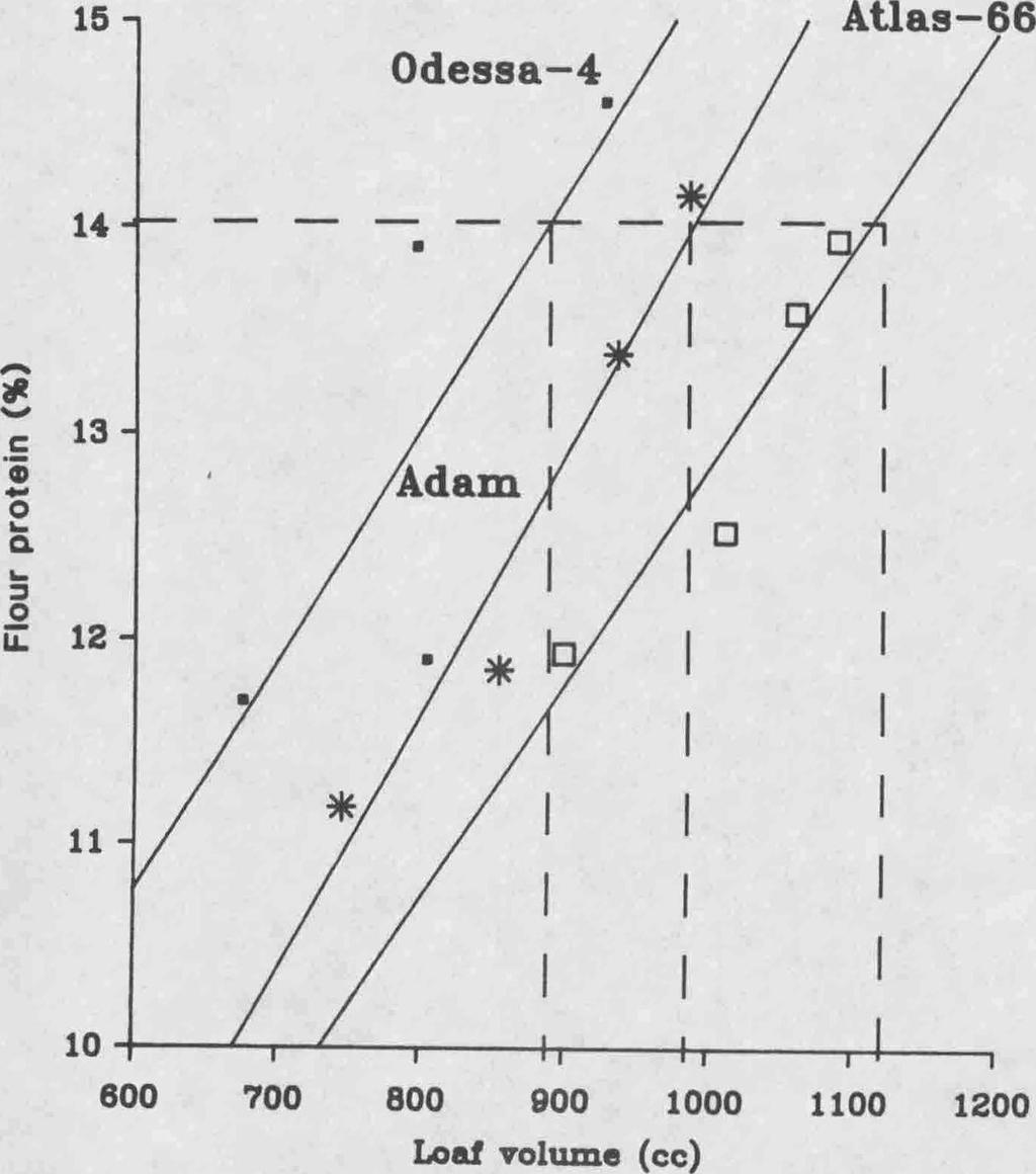percent protein (Figure I). At 14% flour protein the three cultivars had different loaf volumes.