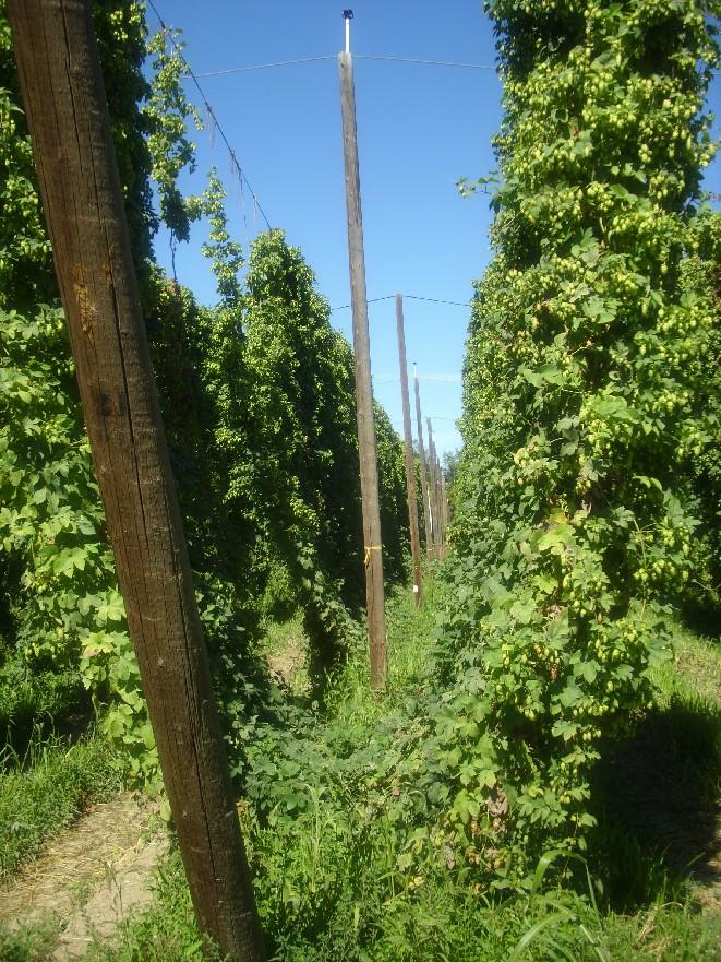 Hops Brew School Hop Harvestg Tour On ur hop fields, we first vited an organic field. I thk first thg I noticed while we were re was sheer number bugs flyg around.