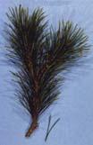 Pinus mugo Mugo Pine A dwarf shrub to