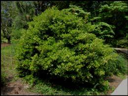japonica Japanese Loquat Moth pollinators Broad-leaved evergreen shrubs or small