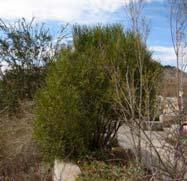 good West TX & SW US landscape shrub Fireblight can be serious in humid