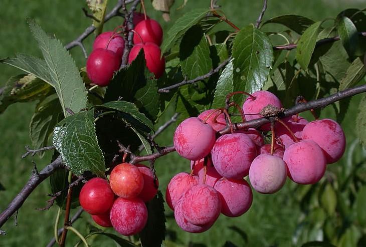In alphabetical order 2018 Native Tree & Shrub Descriptions American Plum (Wild) - Prunus Americana Balsam Fir Abies balsamea This