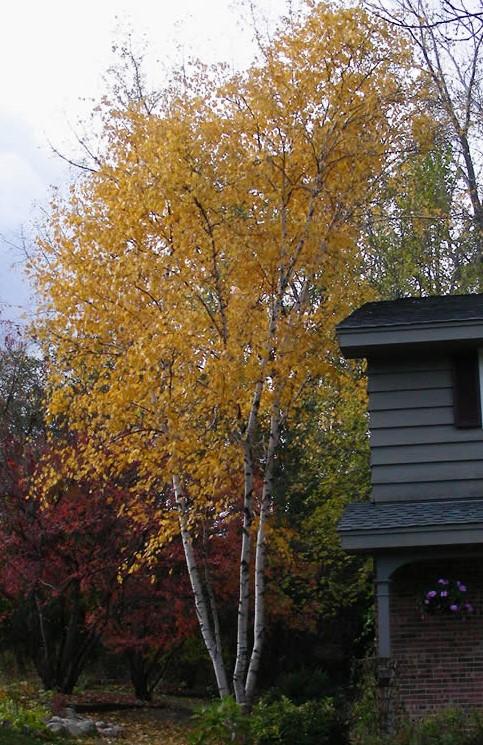 American Plum is shade intolerant, but it can tolerate drought conditions. Dark green leaves turn pale golden-yellow in the fall.
